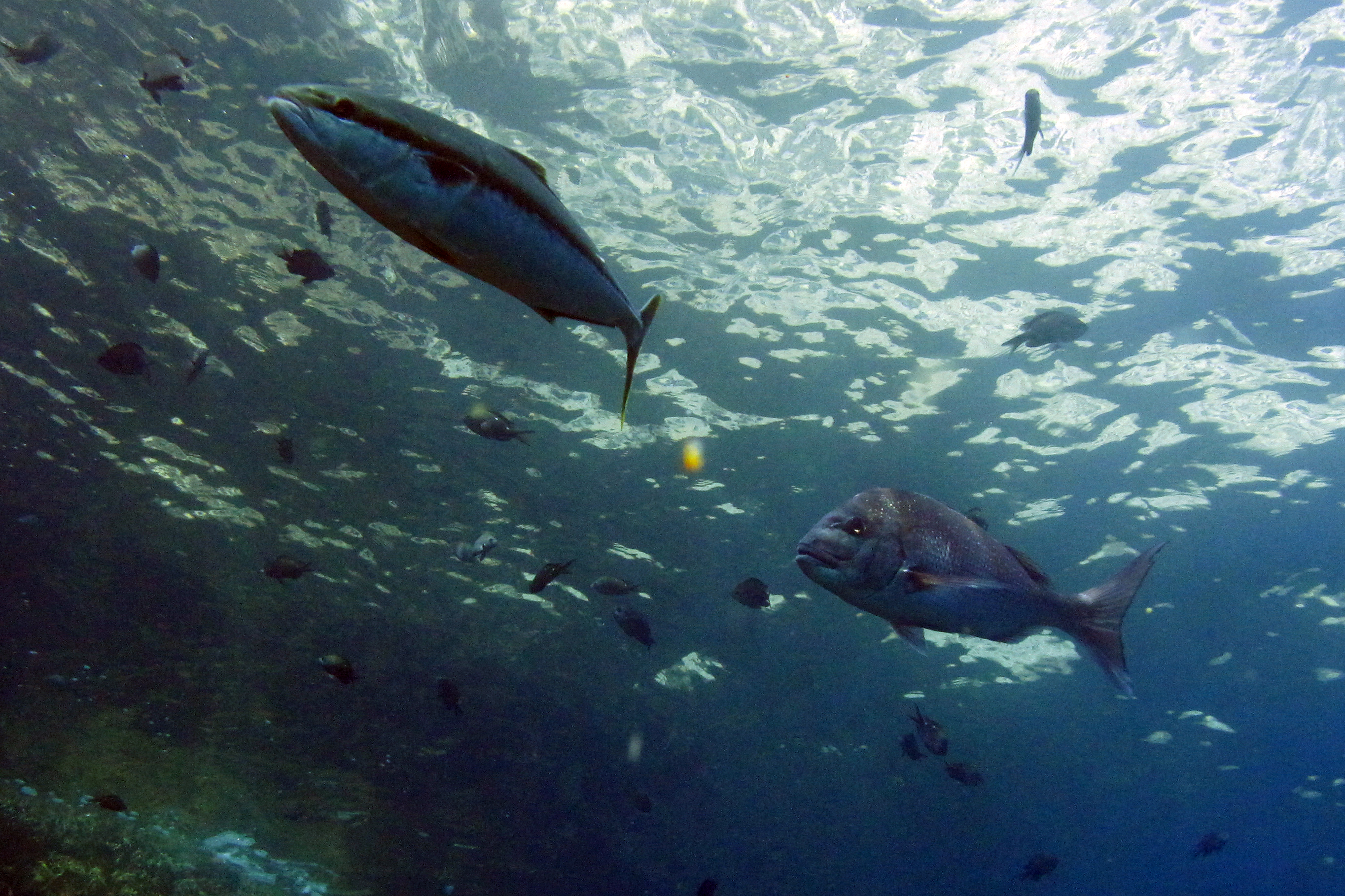 Kingfish and Snapper