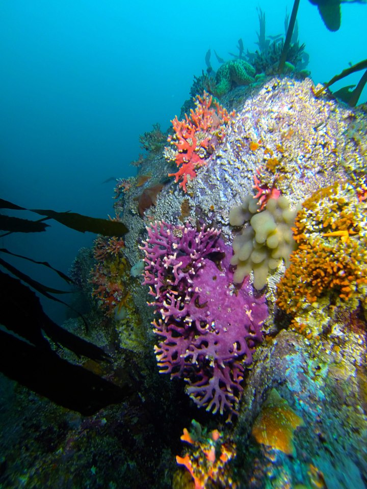 KISS Rebreather Training in Monterey/Carmel