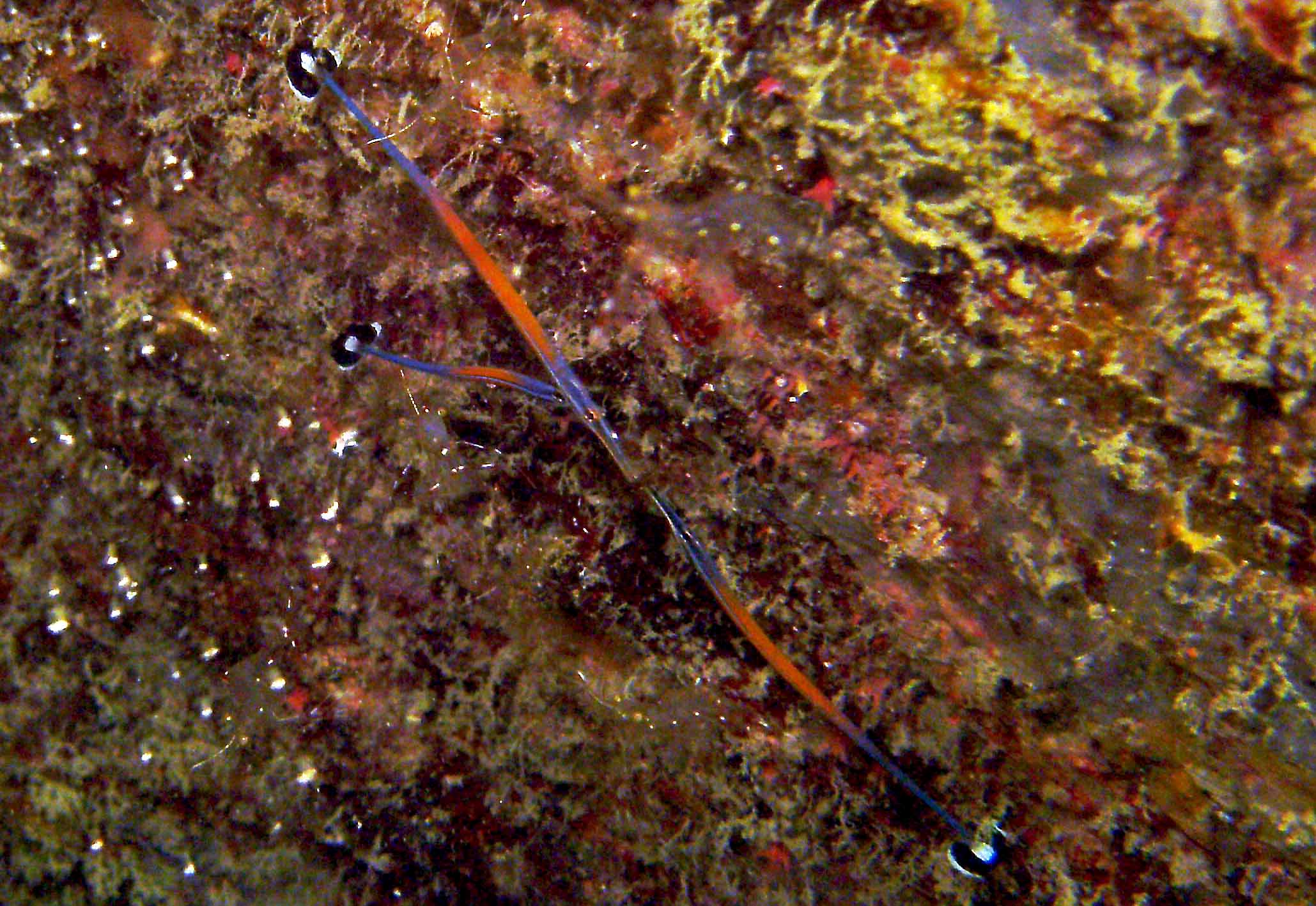 Kissing Jan's Pipe Fish