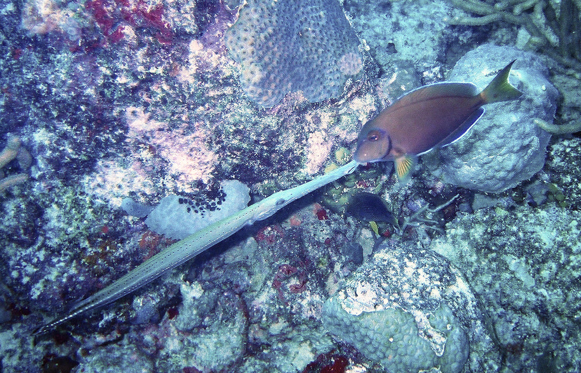 Kissy Fishys! - Aruba