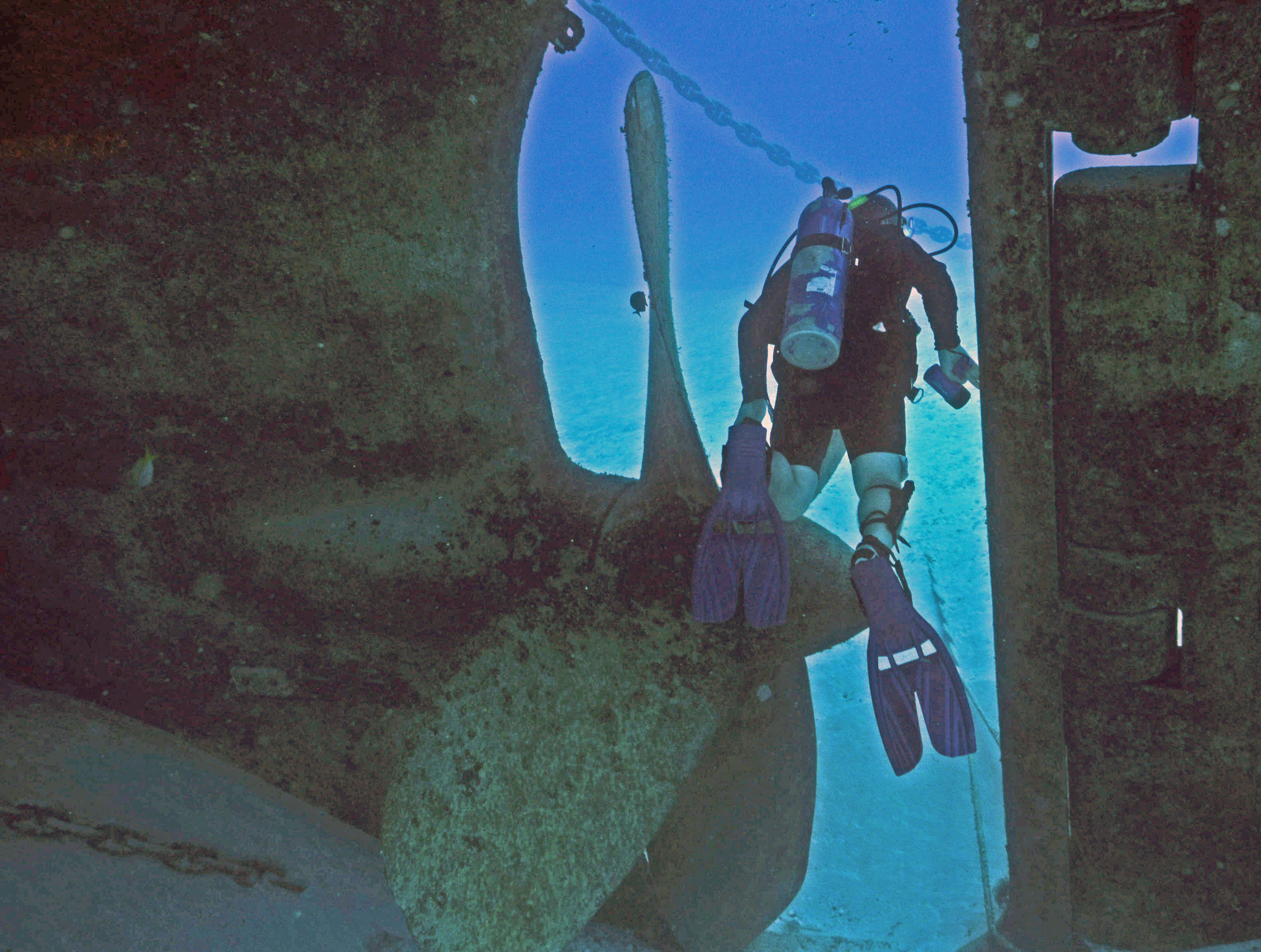 Kittiwake