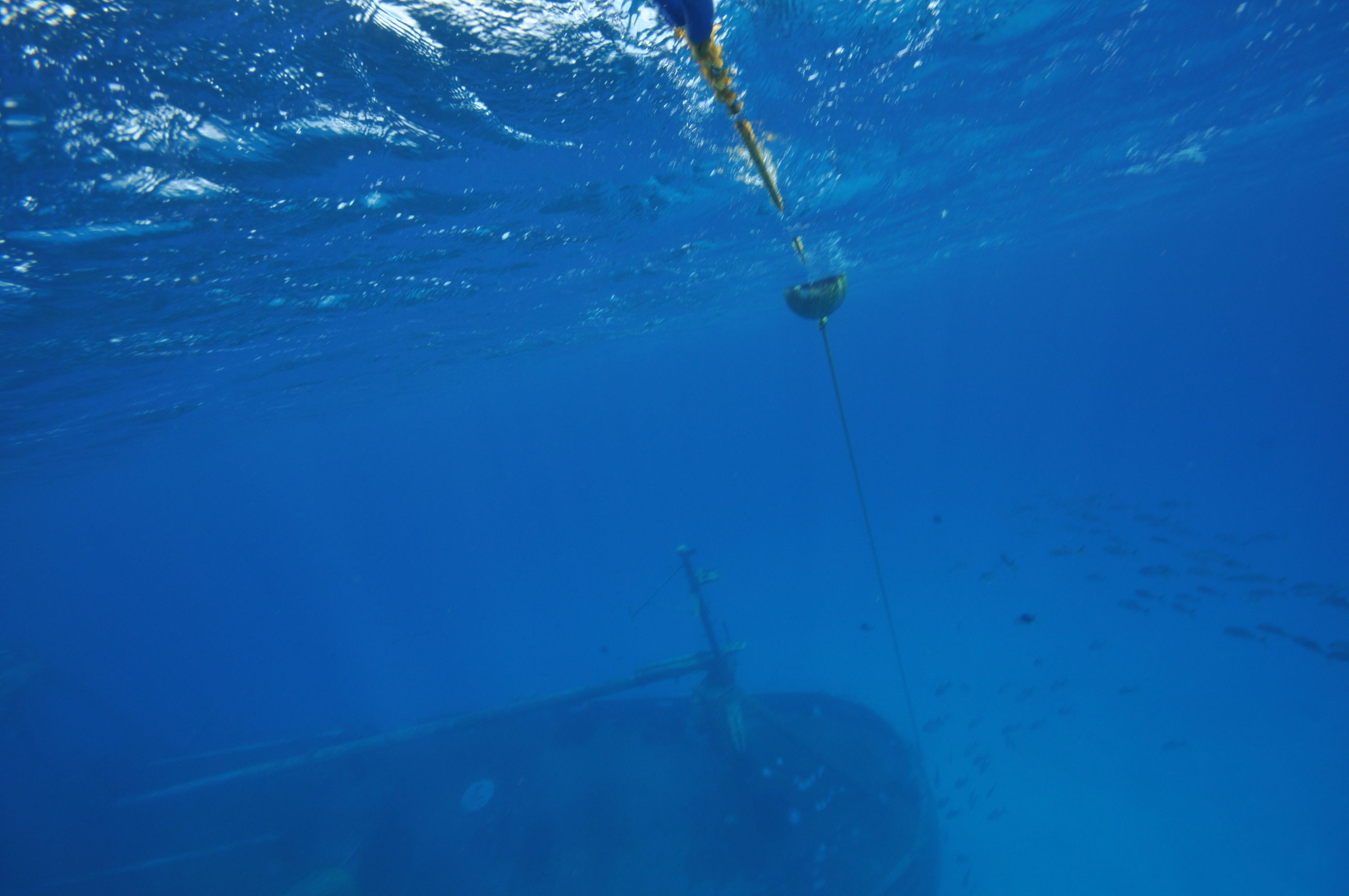 Kittiwake