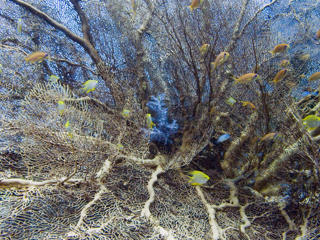 Knotted-Gorgonian