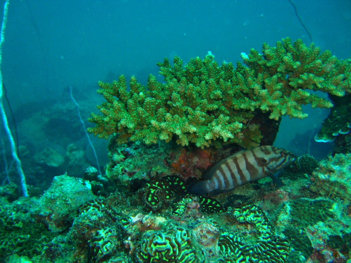 Koh Tao Diving - Coral at Twins