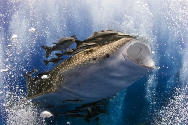 koh tao whaleshark