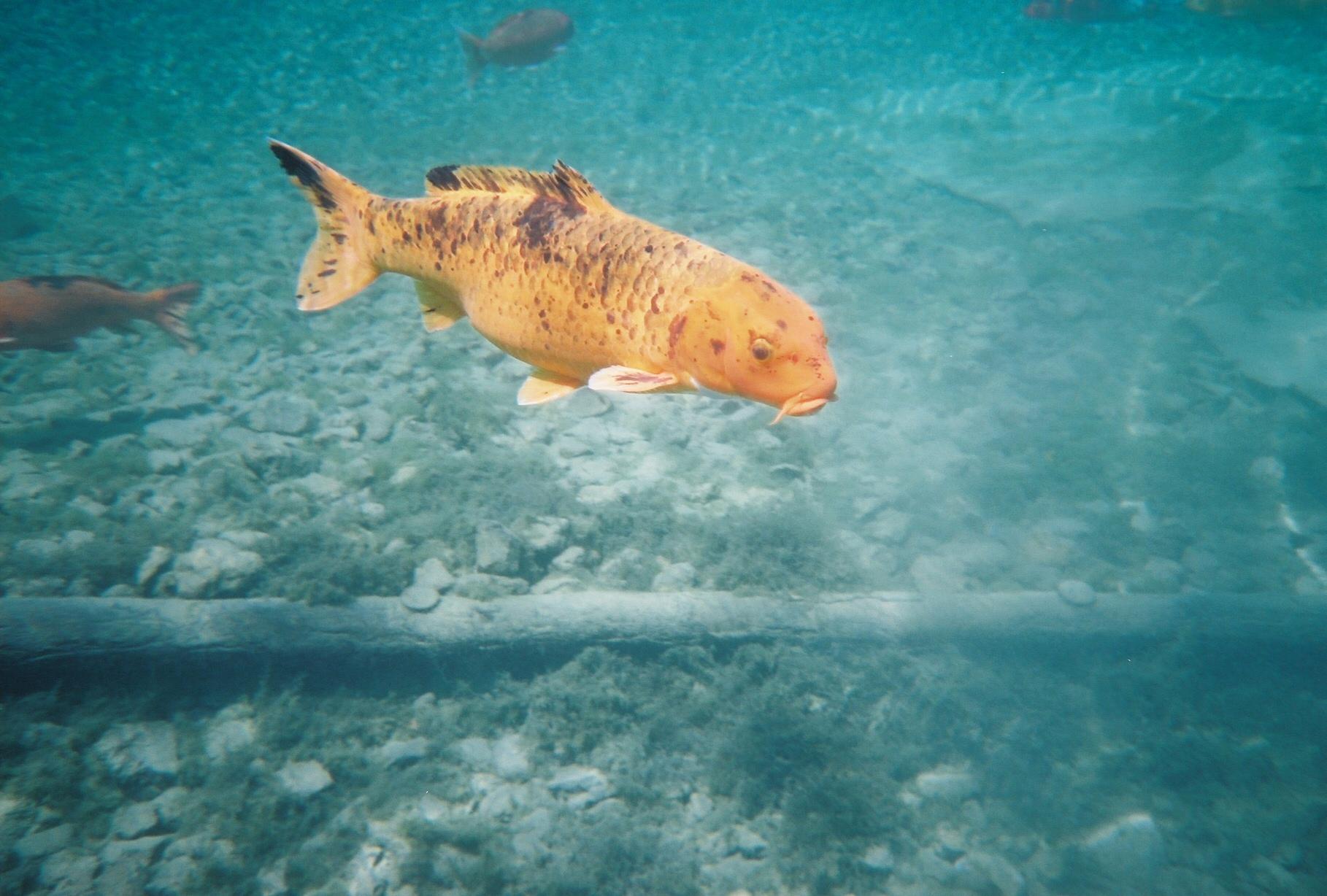 Koi at Vortex Springs, Florida.