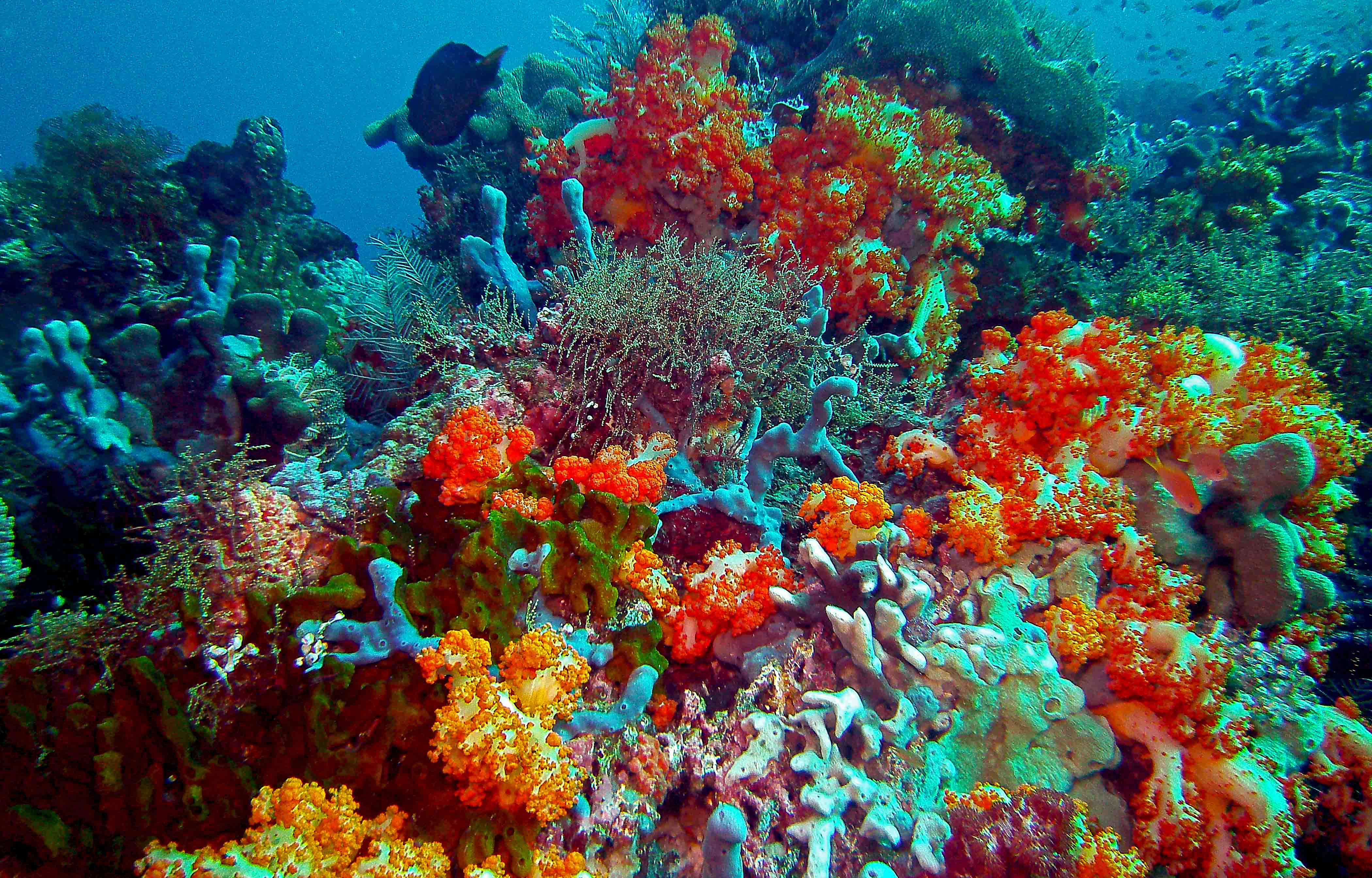 Komodo Corals