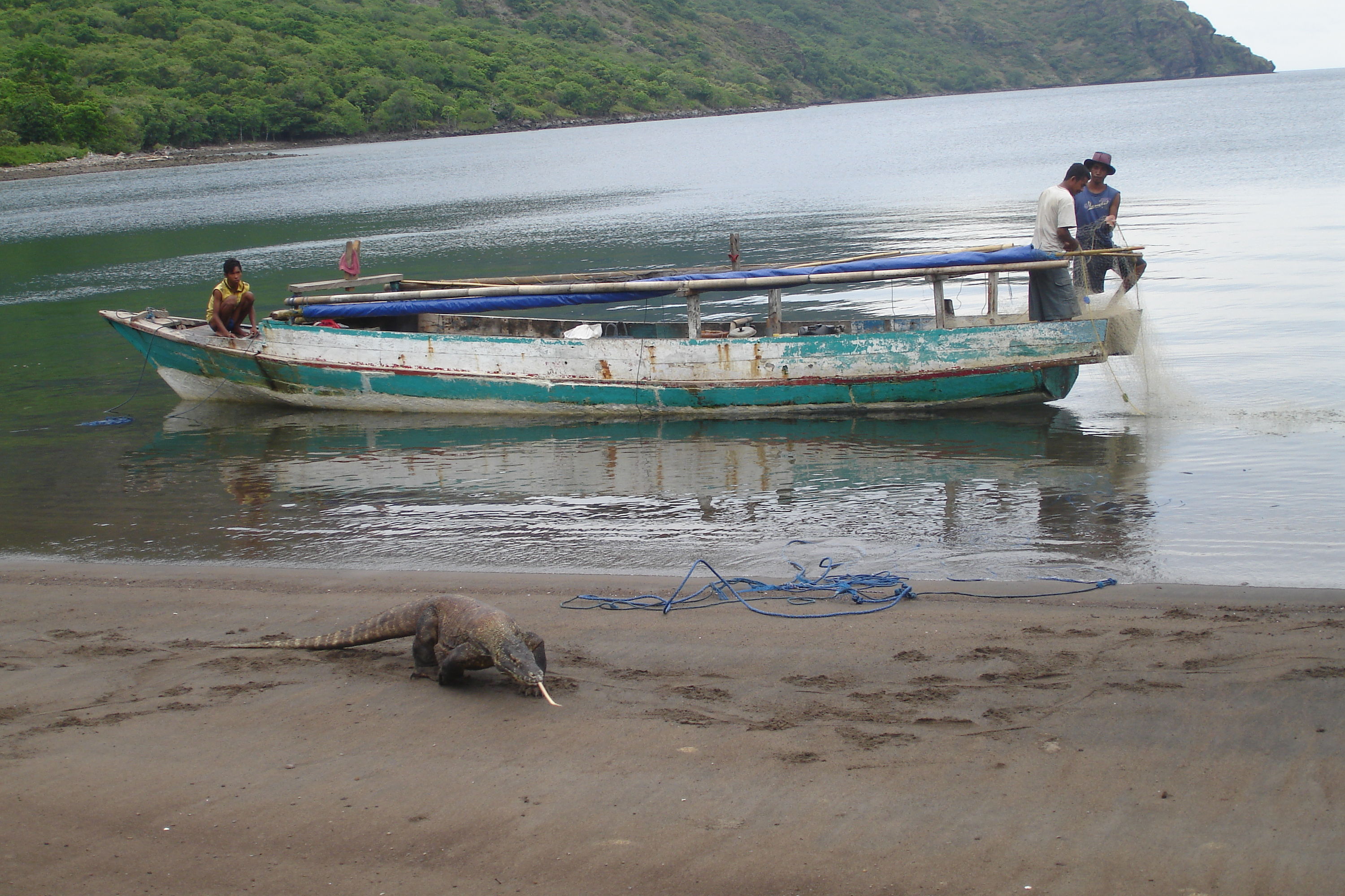 Komodo Dragon off Rinca Island