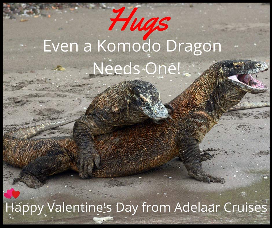 Komodo Dragons - Adelaar Valentine's