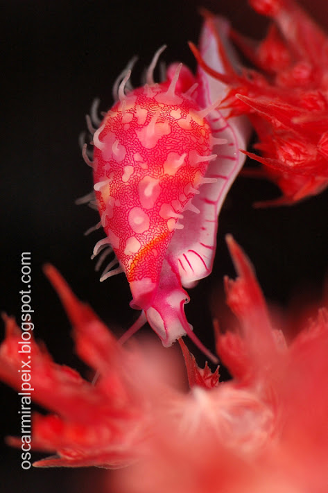 KOMODO_2012_179_copia