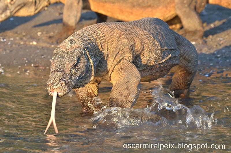 KOMODO_2012_95_copia