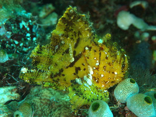 komodo_leaf_scorpionfish