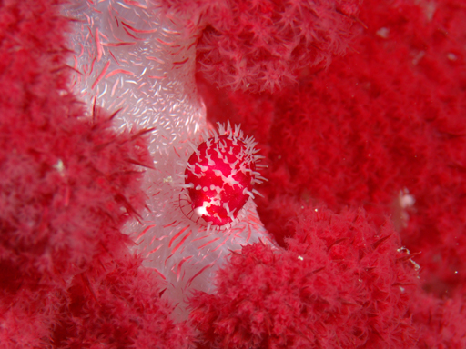 komodo_red_coral_flea