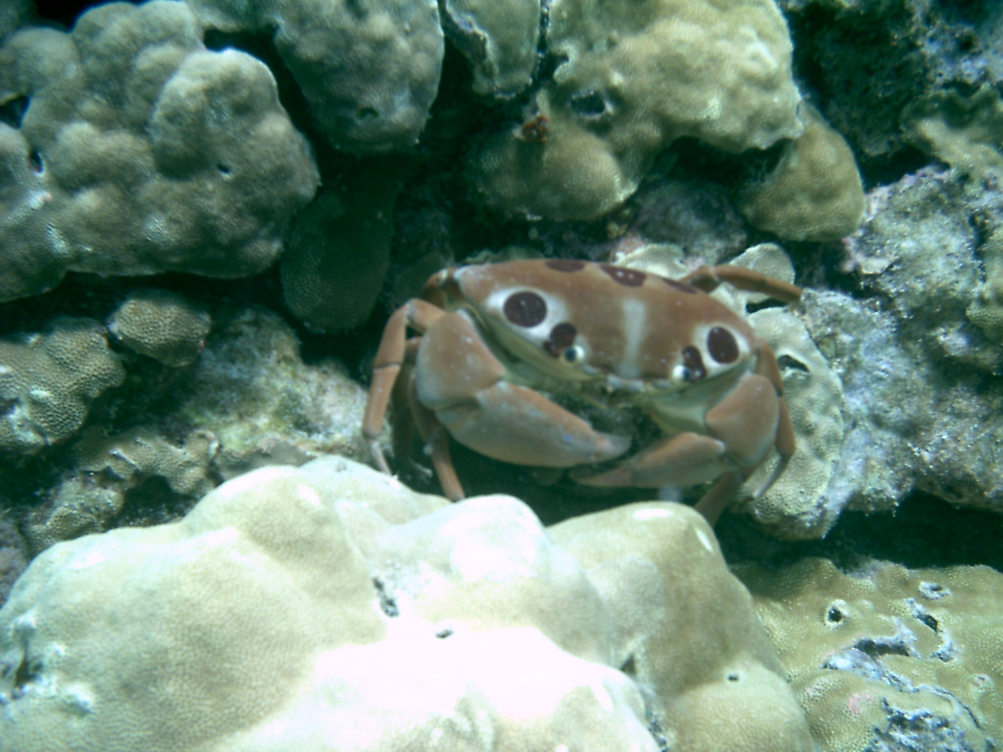 Kona crab