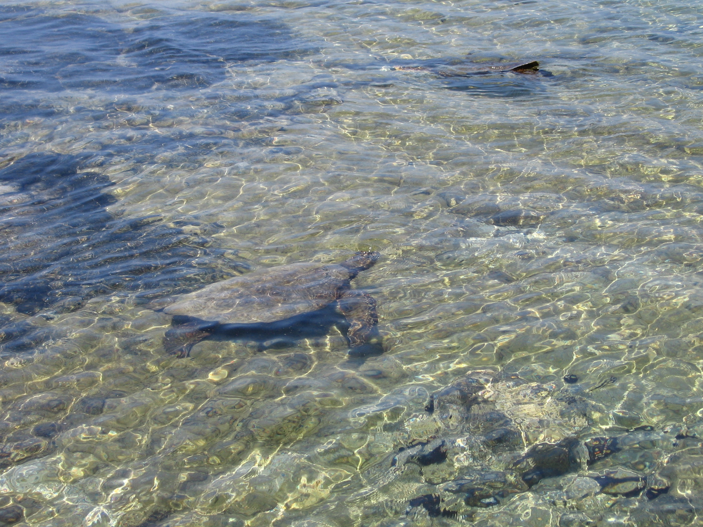 Kona Sea Turtle