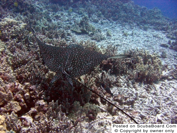 Kona_Diving_2005_SB22