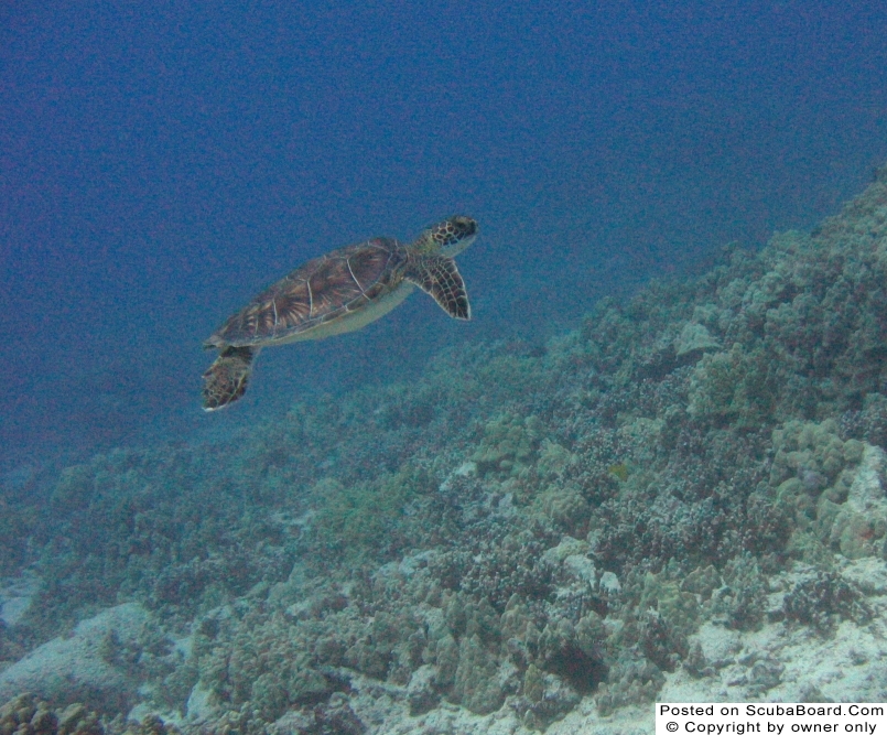 Kona_Diving_2005_SB25