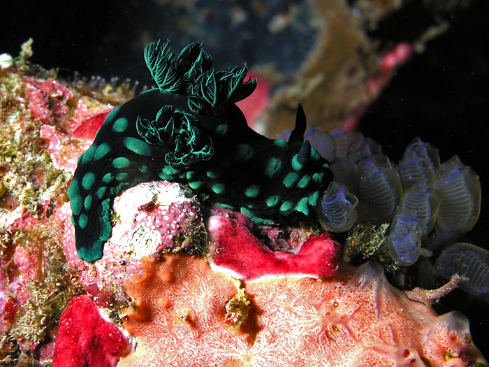 Kubaryana - Nudibranch