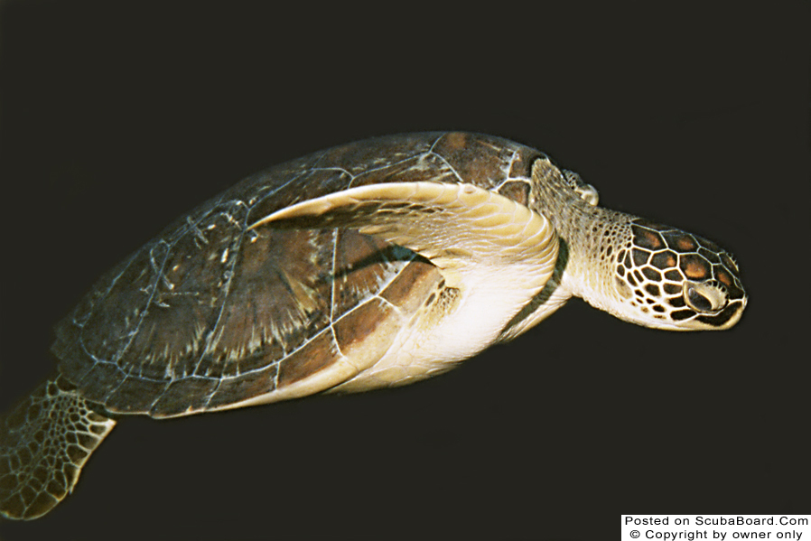 Kuredu Turtle