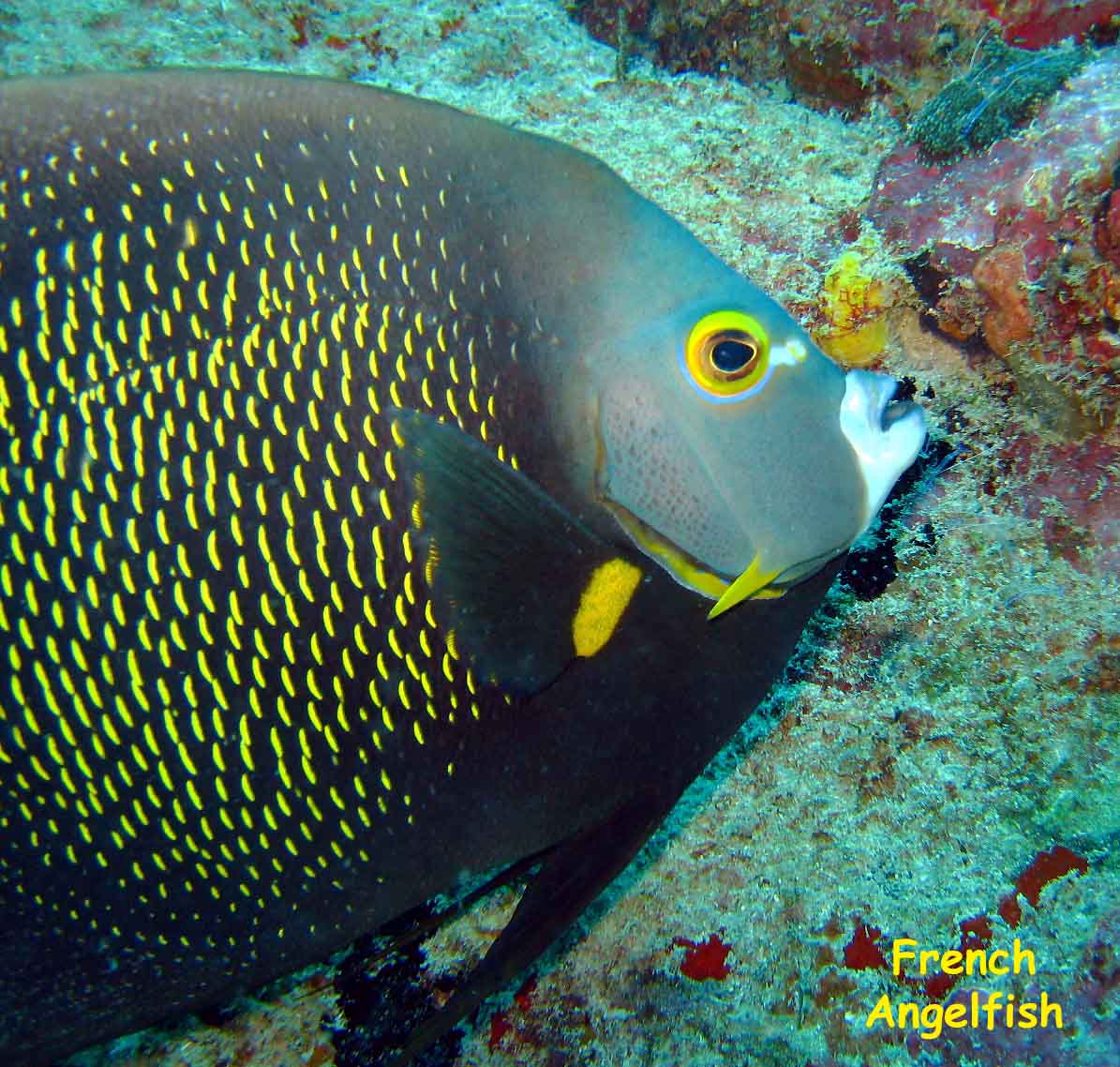 La Buceadora, Los Roques, Venezuela