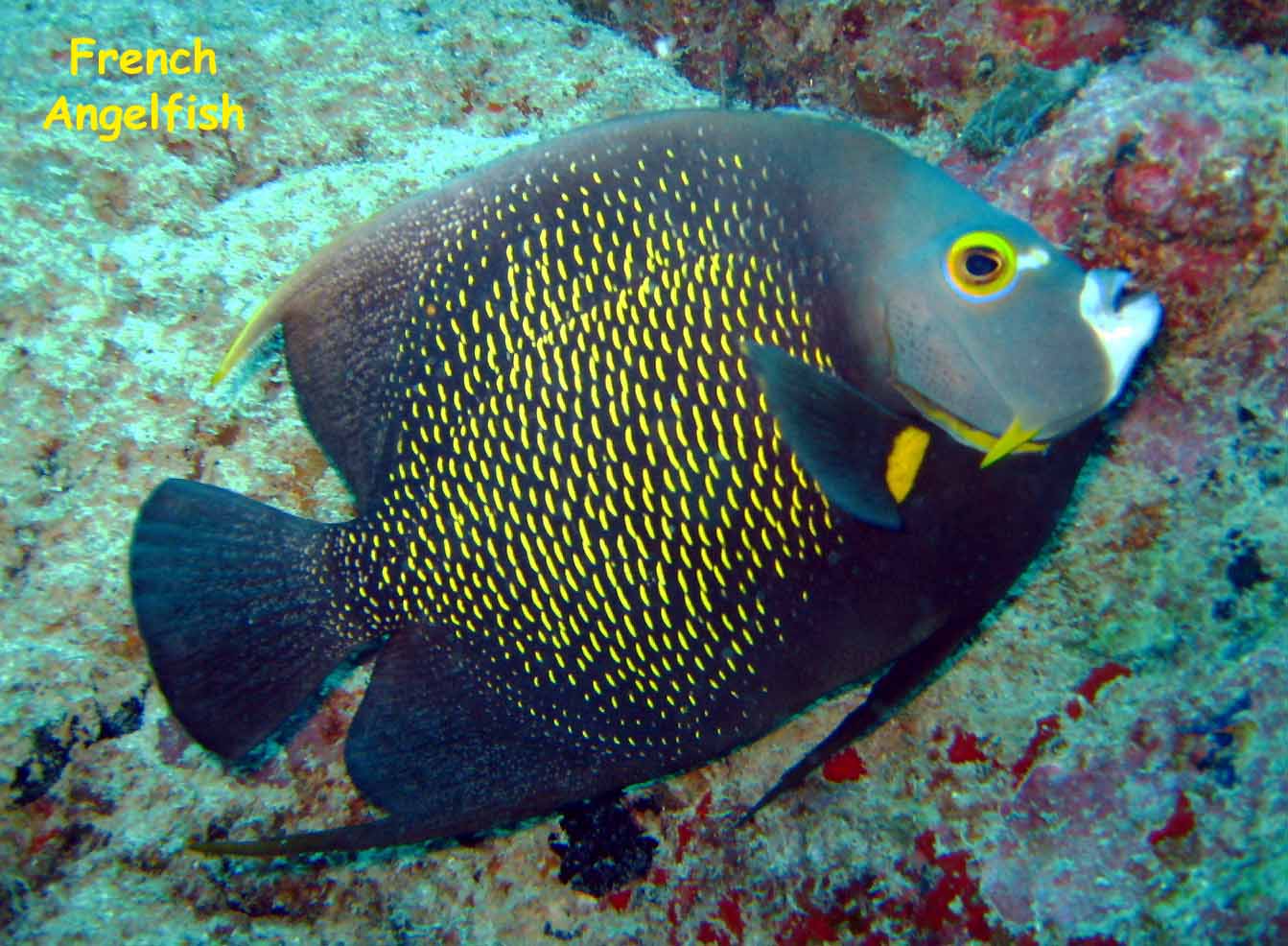 La Buceadora, Los Roques, Venezuela