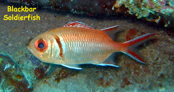 La Buceadora, Los Roques, Venezuela