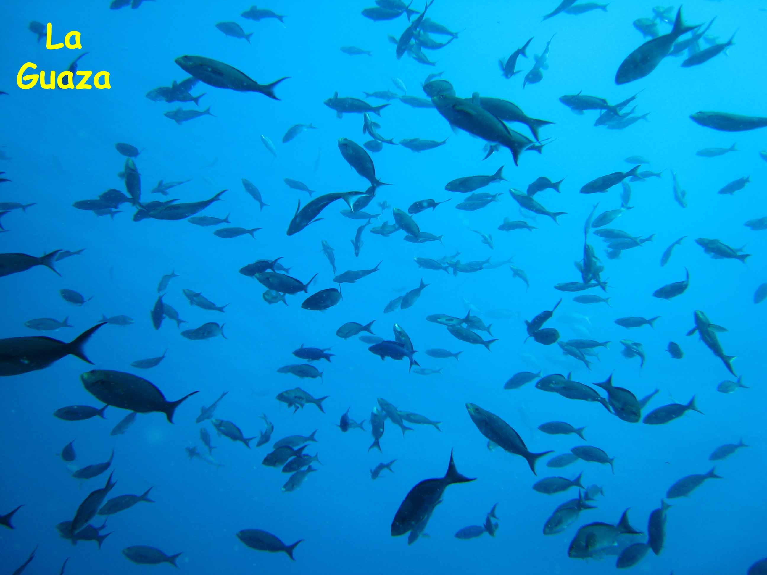 La Guaza, Los Roques, Venezuela