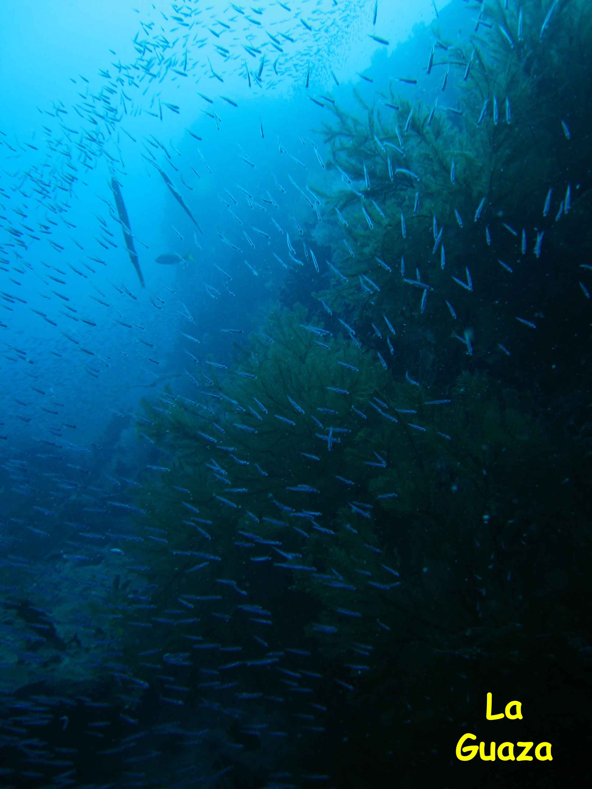 La Guaza, Los Roques, Venezuela