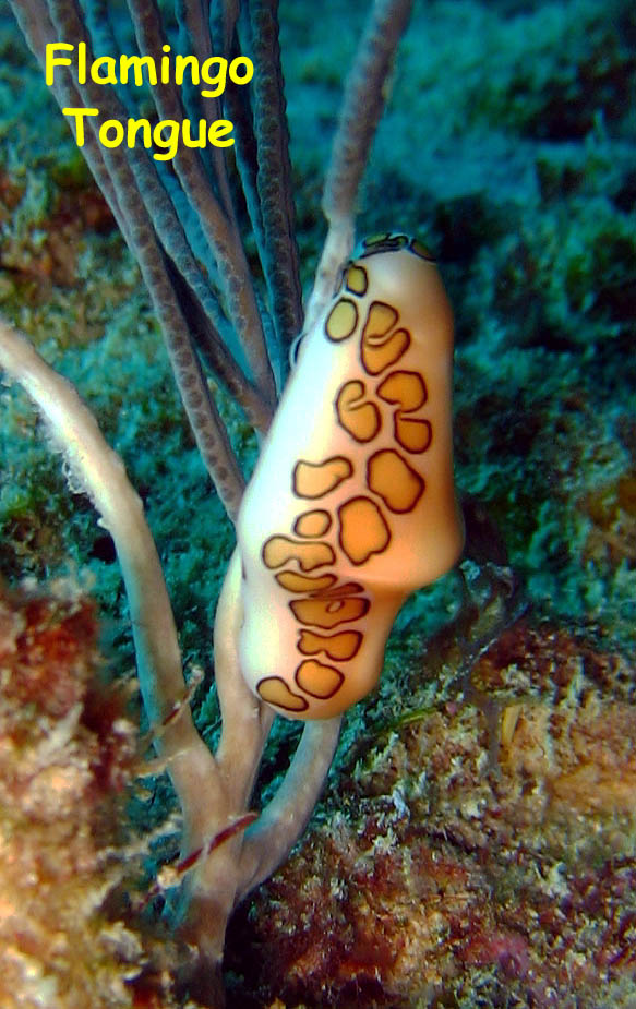 La Piedra Ahogada, Los Roques, Venezuela