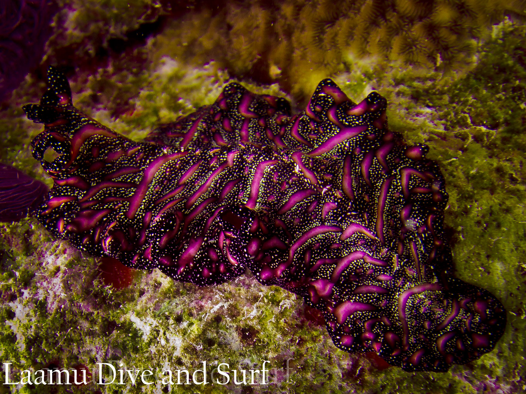 Laamu Atoll, Thundi  (House Reef)