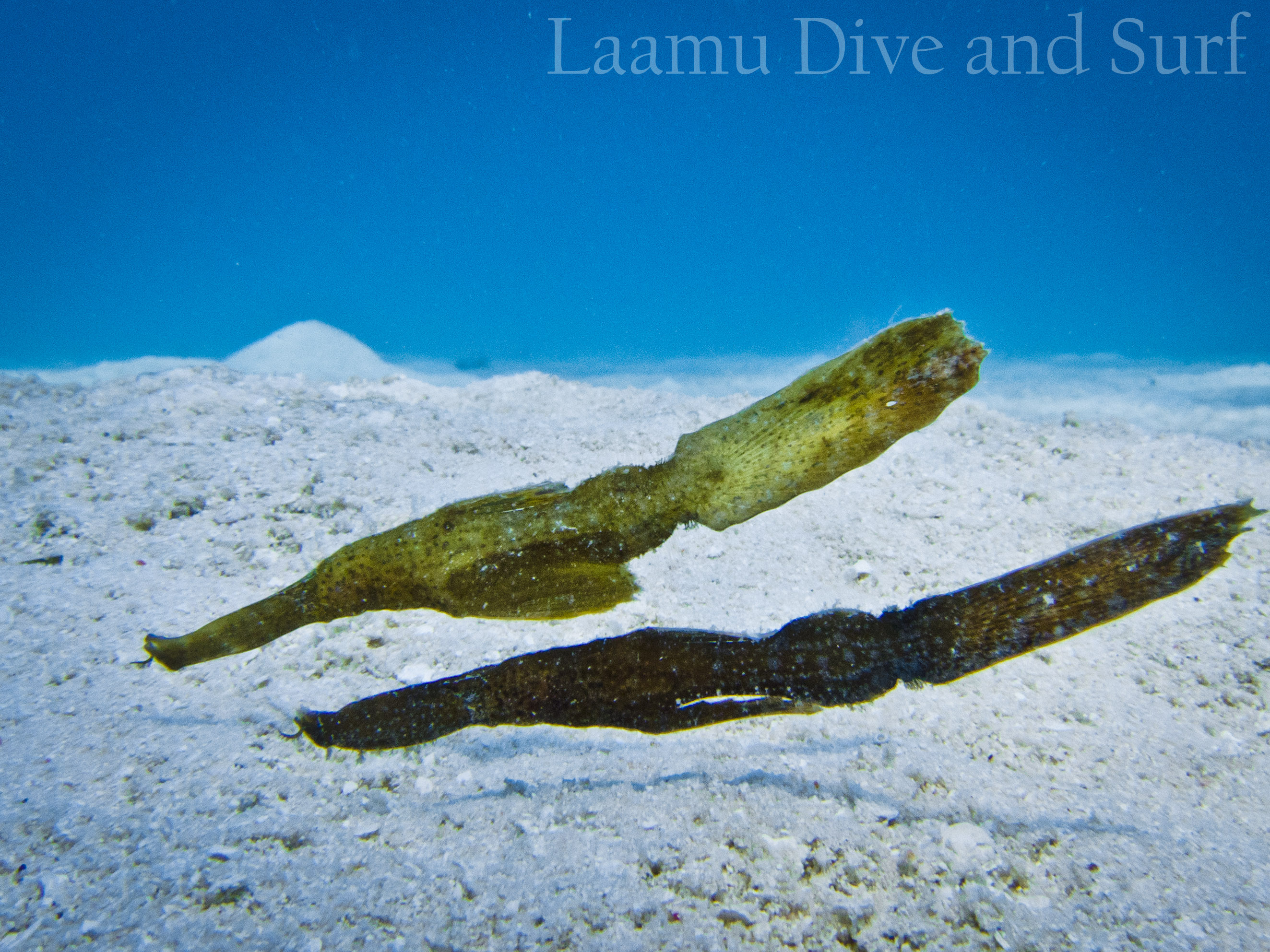 Laamu Atoll, Thundi  (House Reef)