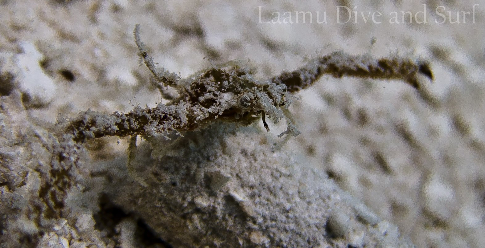 Laamu Atoll, Thundi  (House Reef)