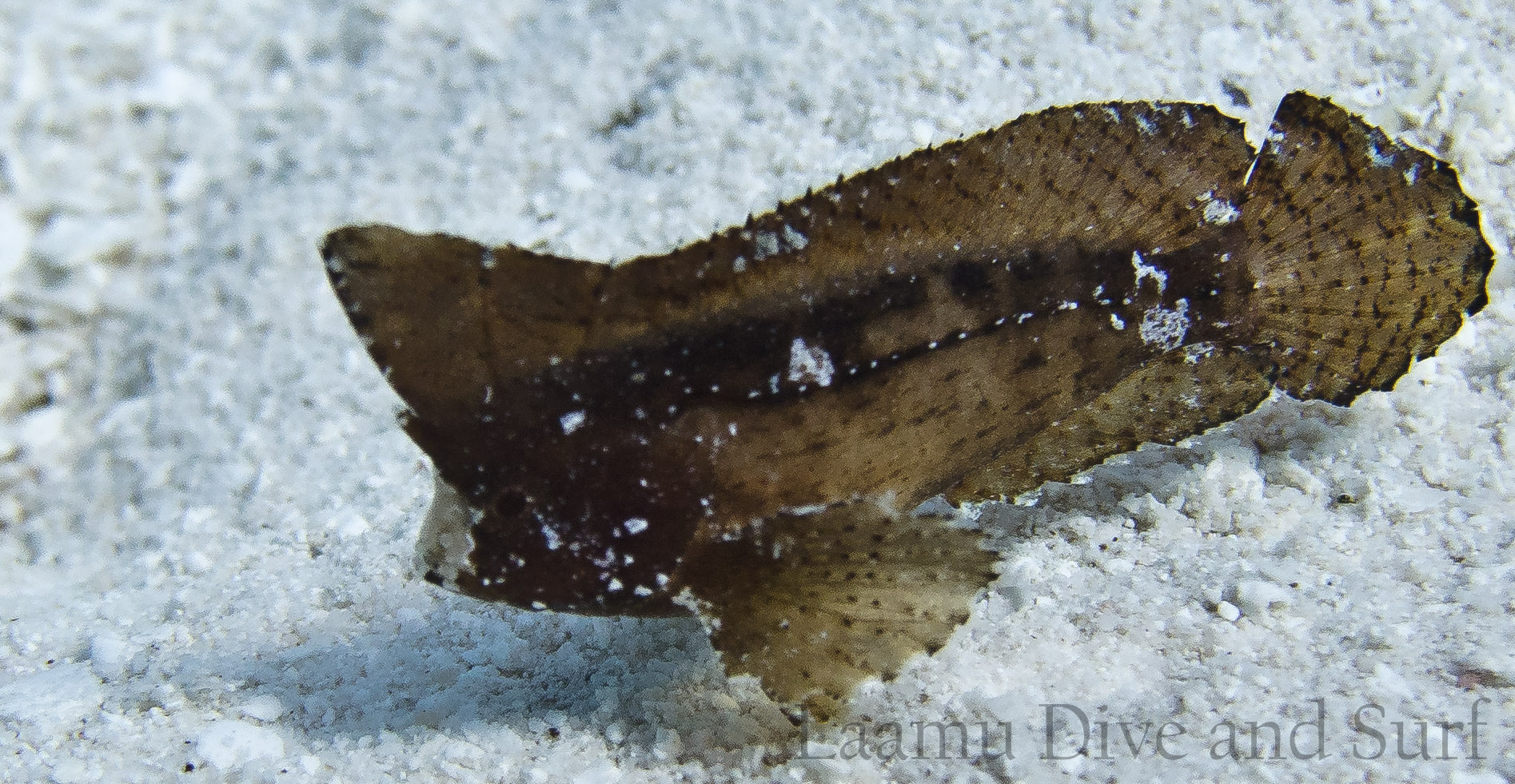 Laamu Atoll, Thundi  (House Reef)