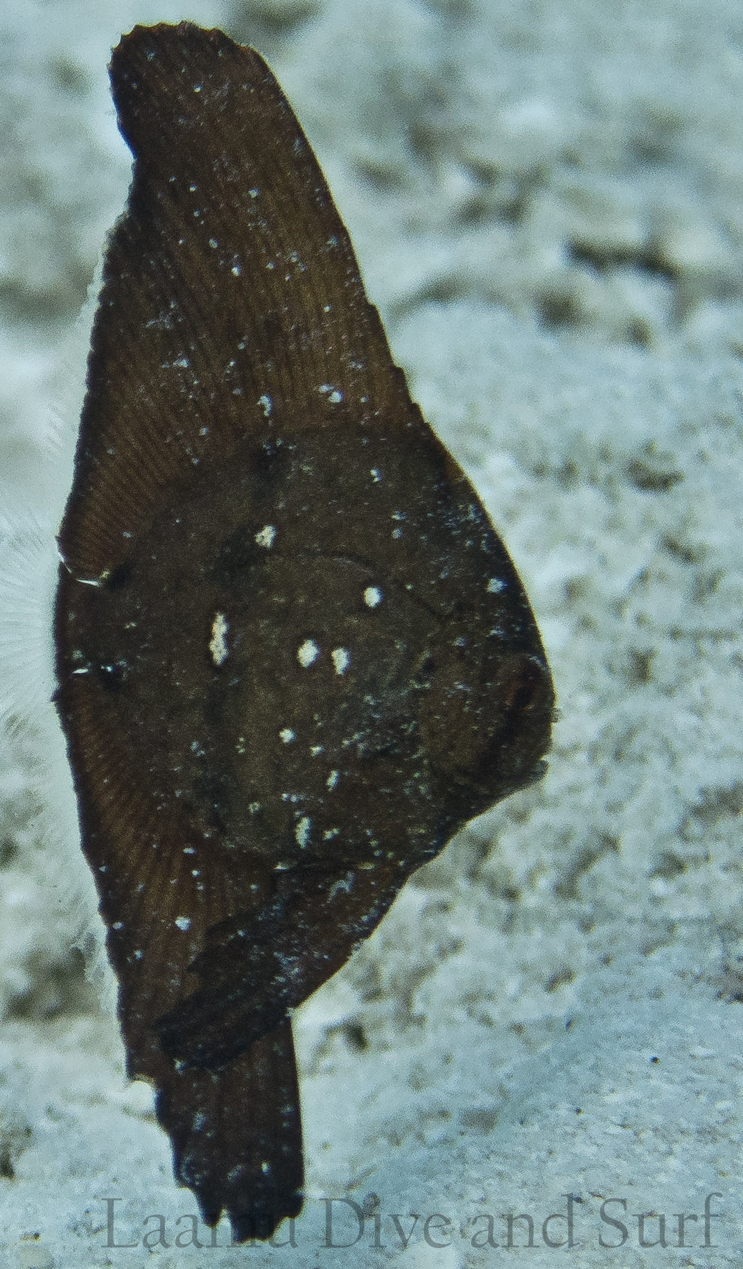 Laamu Atoll, Thundi  (House Reef)