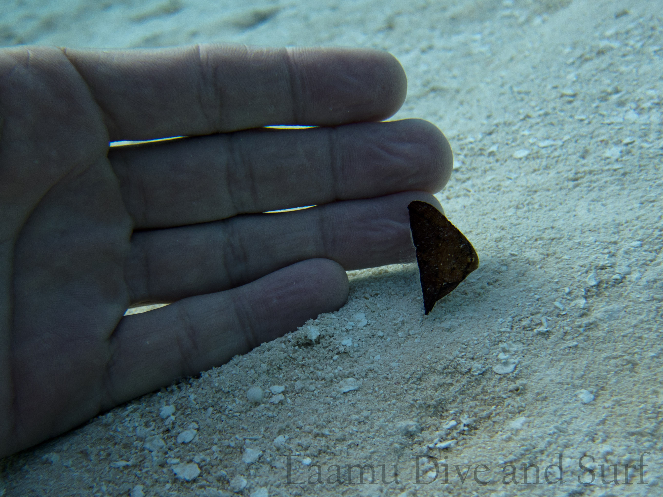 Laamu Atoll, Thundi  (House Reef)