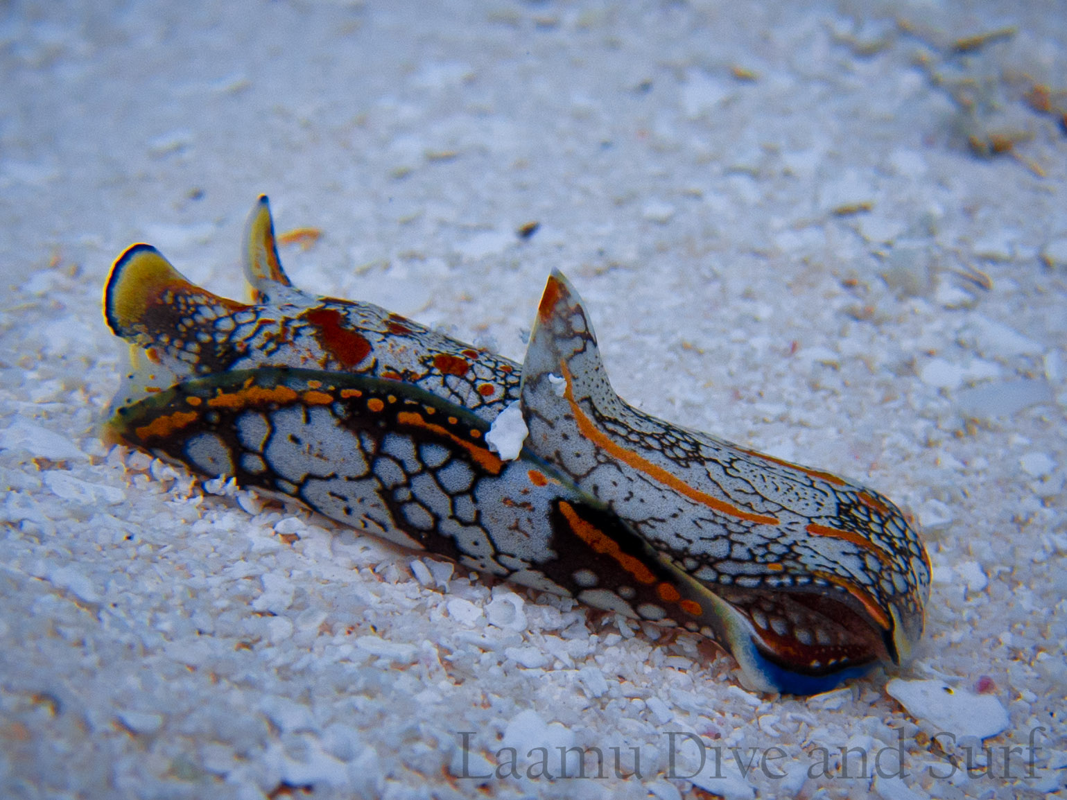 Laamu Atoll, Thundi  (House Reef)