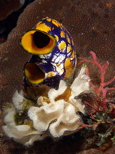 Lacy bryozoan and sea squirt