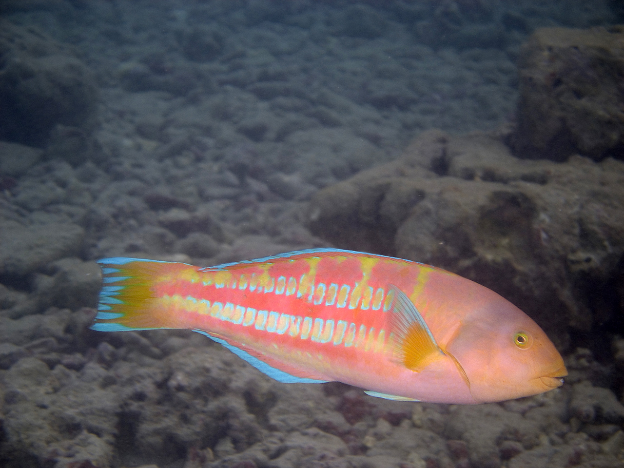 Ladder Wrasse - terminal phase