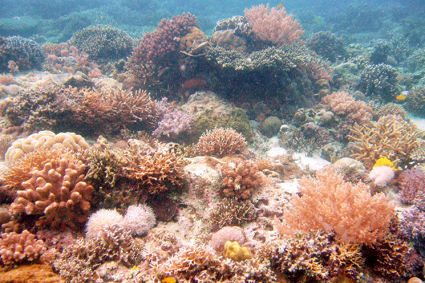 Laguna de Boracay Reef