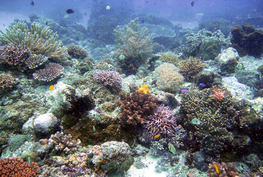 Laguna de Boracay Reef
