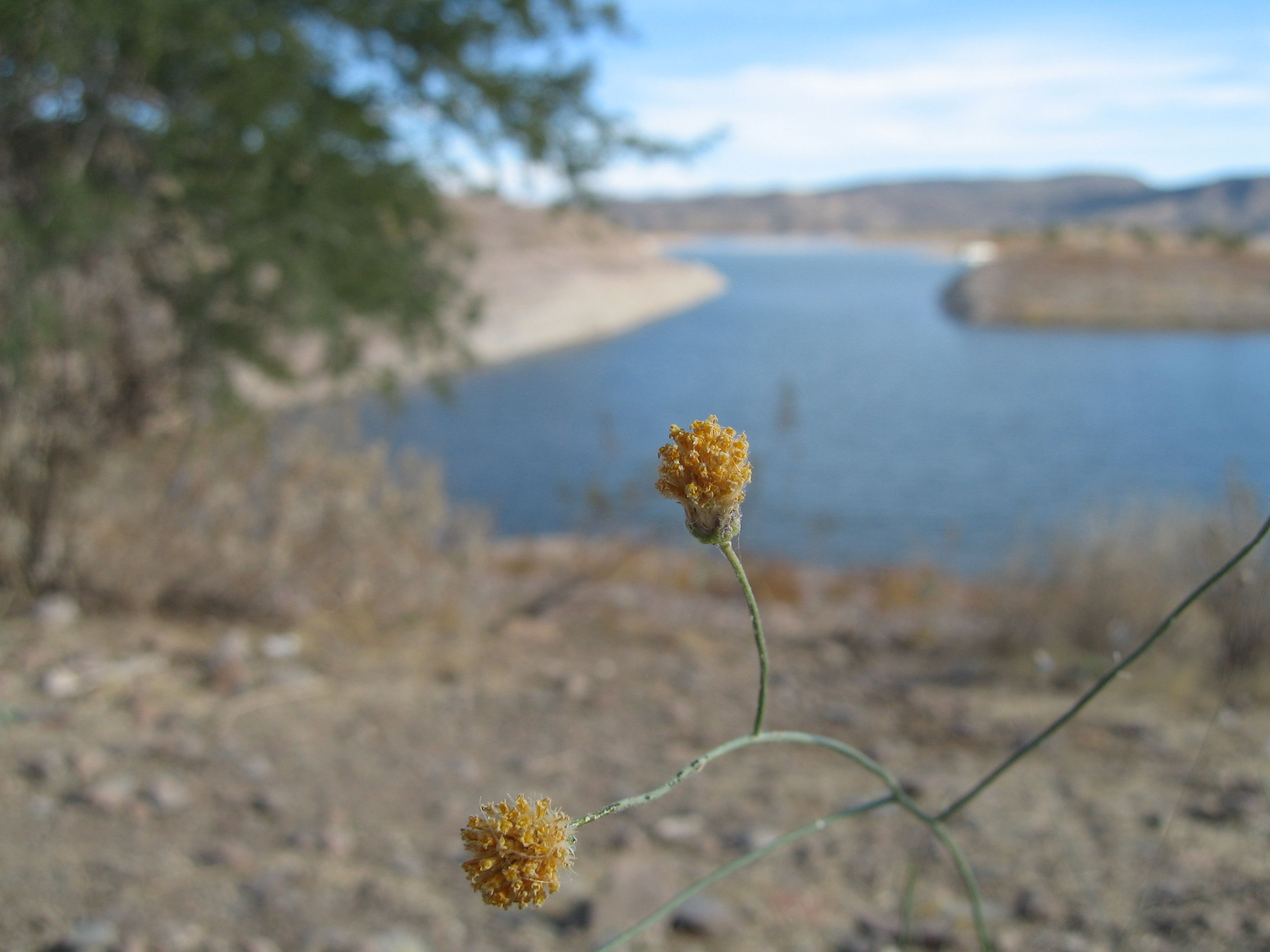 Lake Pleasant, Arizona Diving