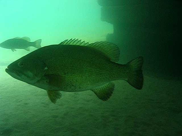 Lake Simcoe Bass