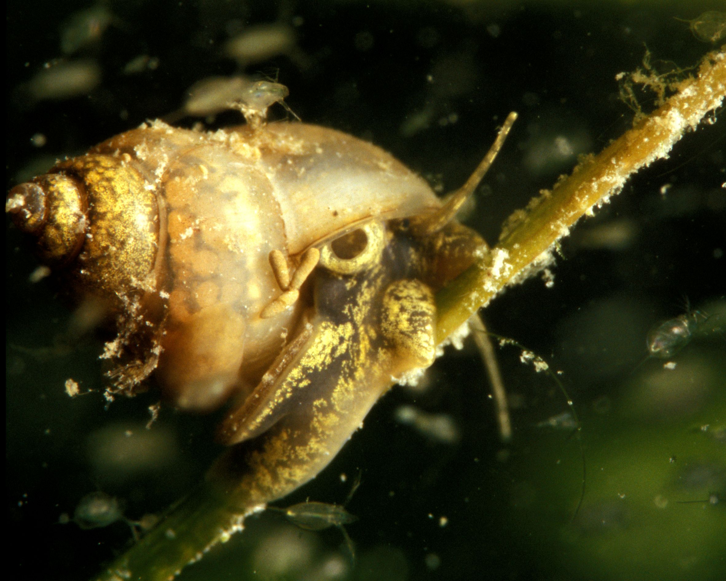 Lake snail