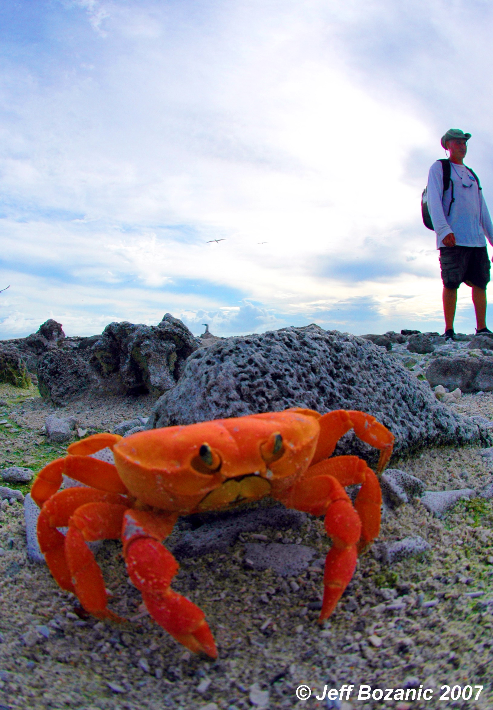 Land crab attacks!