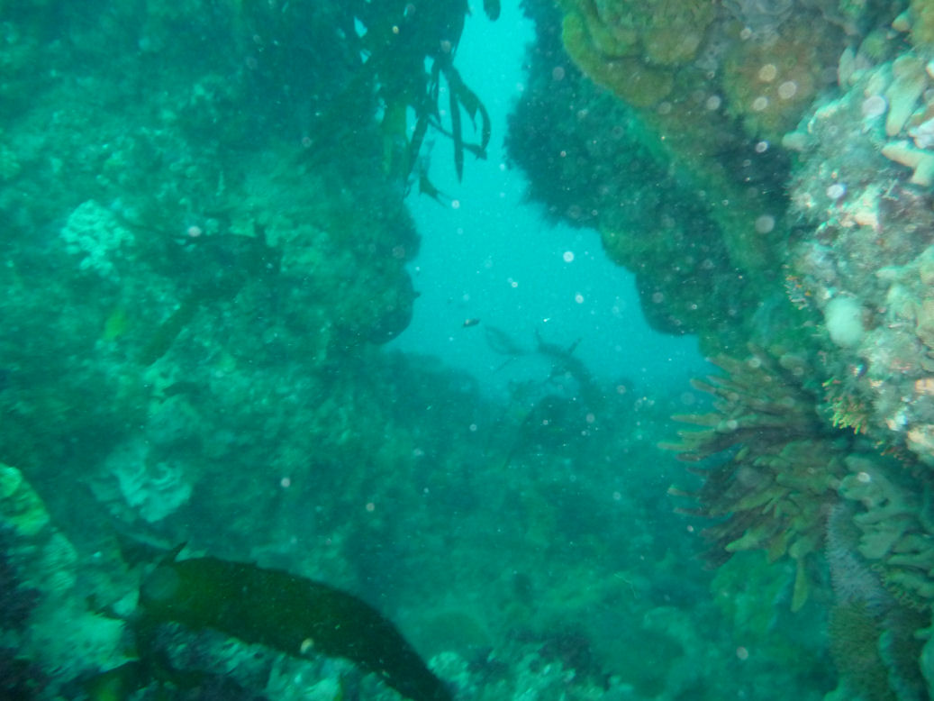 Landscape at Foggy Reef