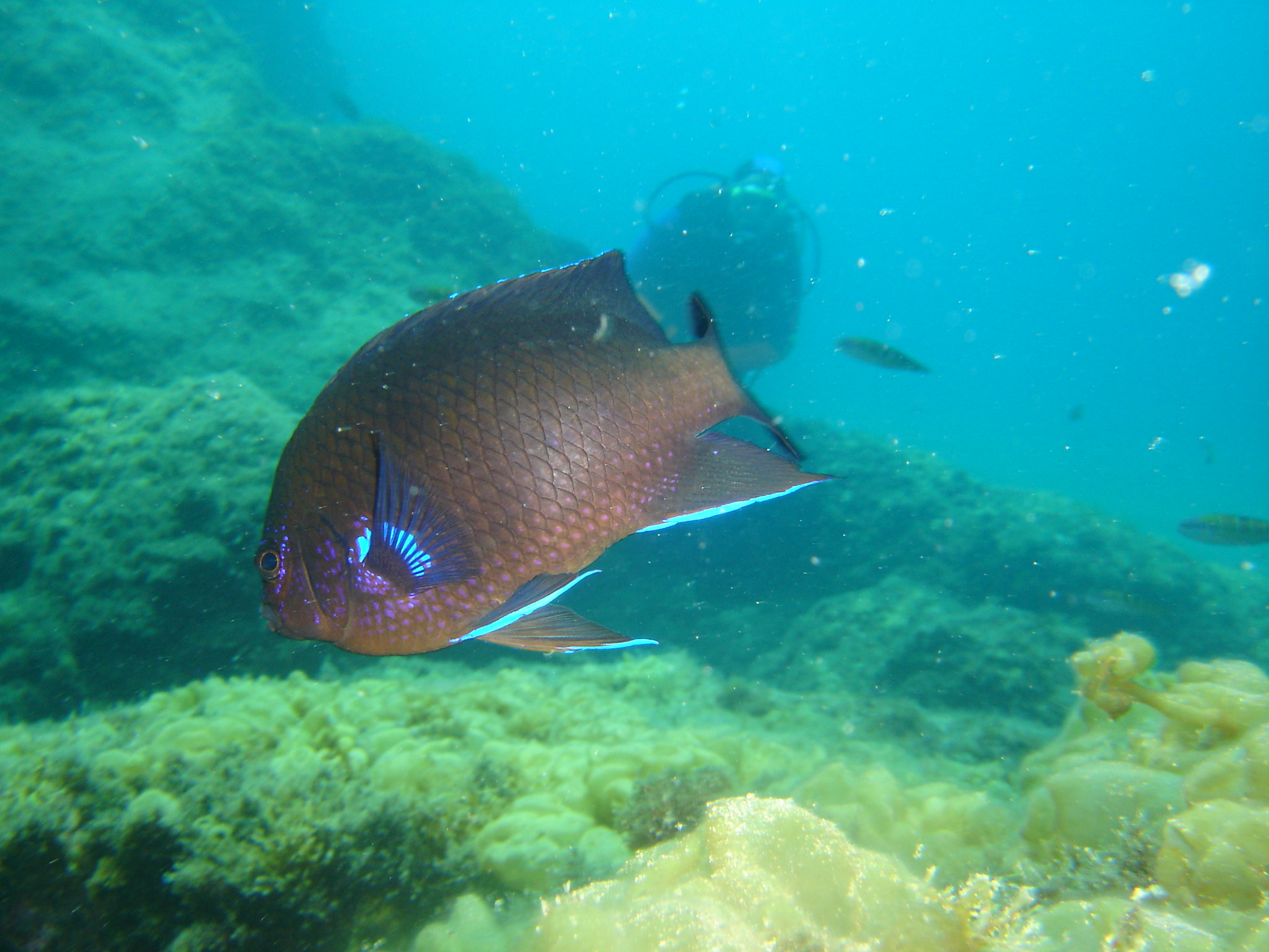 Lanzarote - Fish