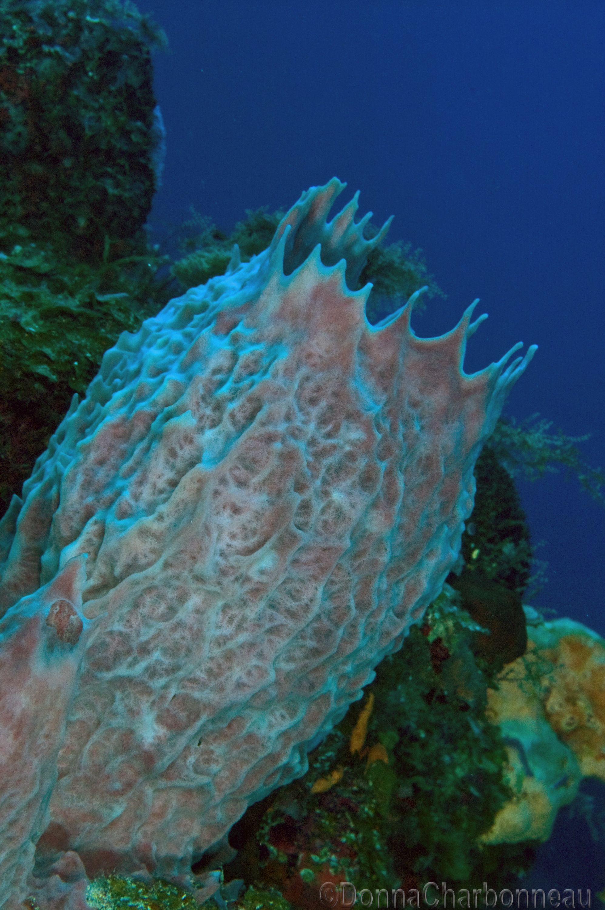 Large Barrel Sponge open to the current