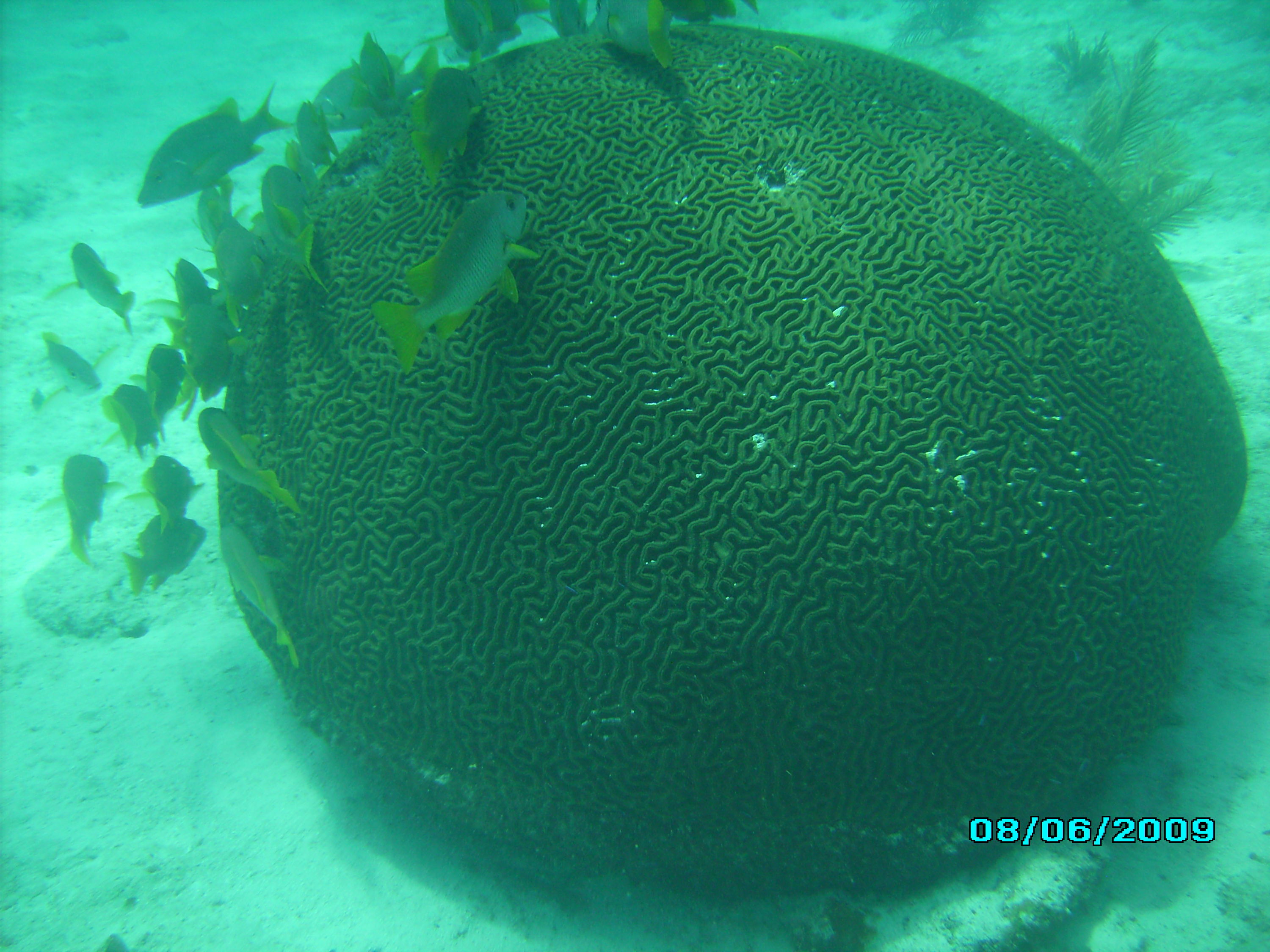 large brain coral