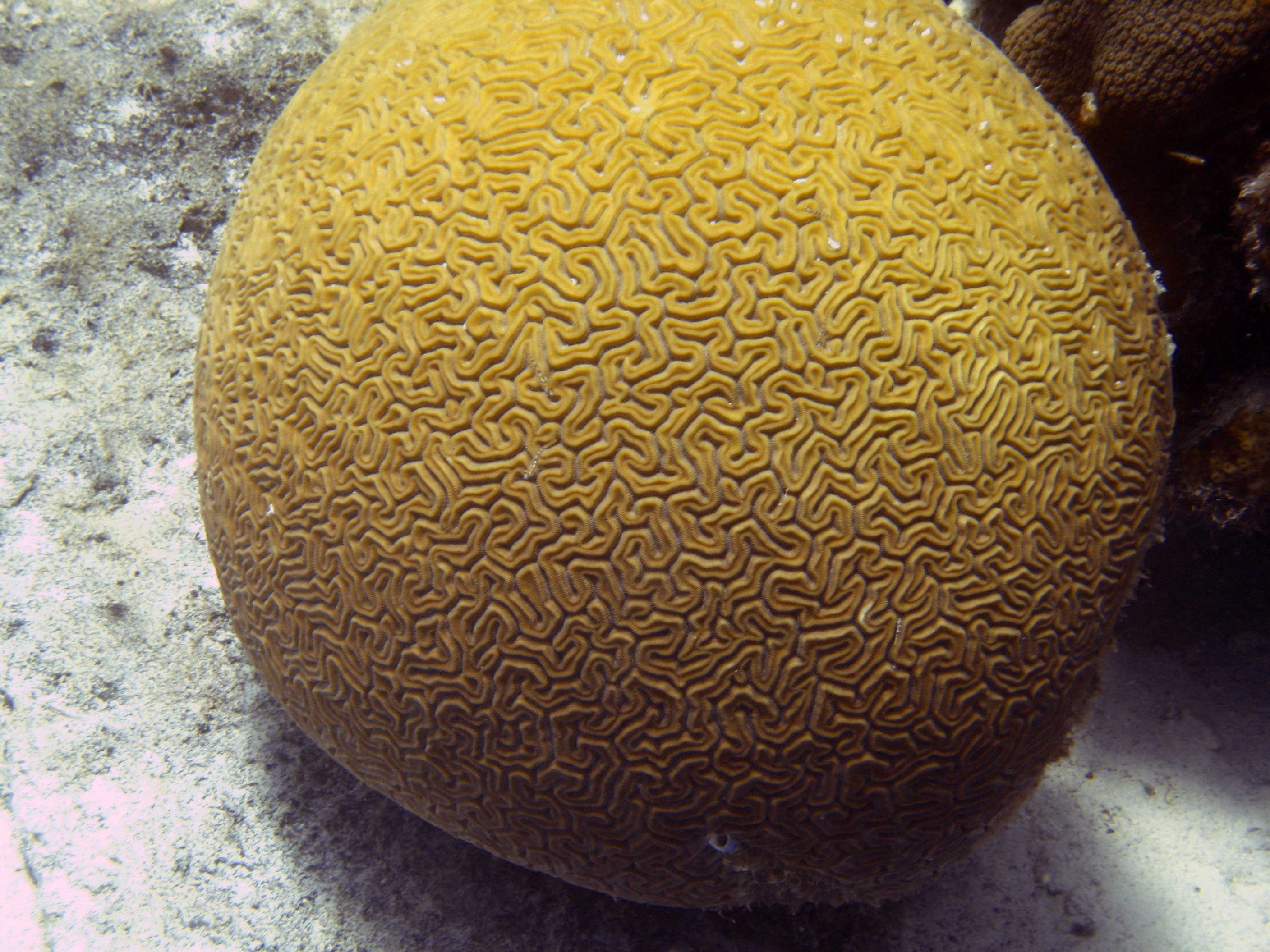 Large-Brain-Coral