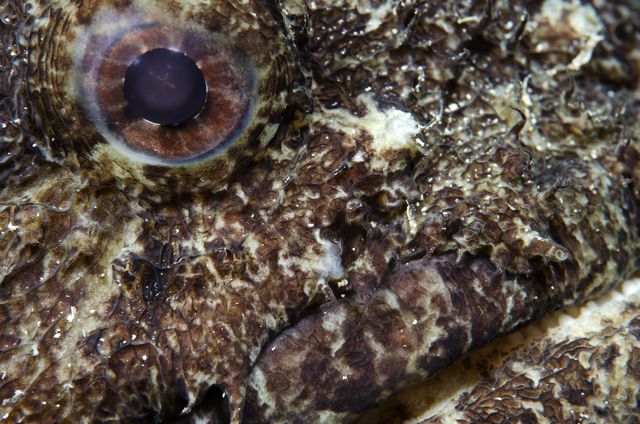 Large Eye Toadfish